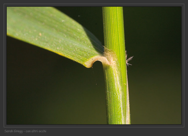 Un amore per Cenerentola - Oryzopsis miliacea (=Piptatherum miliaceum)