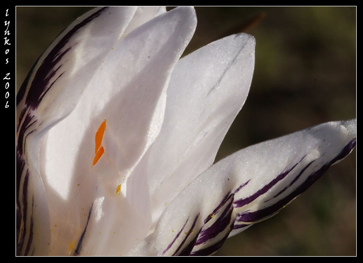 La primavera  vicina