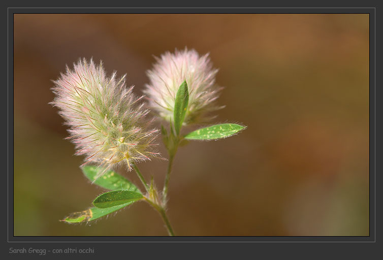 Trifolium arvense / Trifoglio arvense