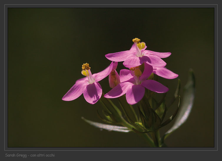 Centaurium erythraea / Centauro maggiore