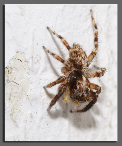 Salticidae di casa (Pseudoeuophrys sp.)