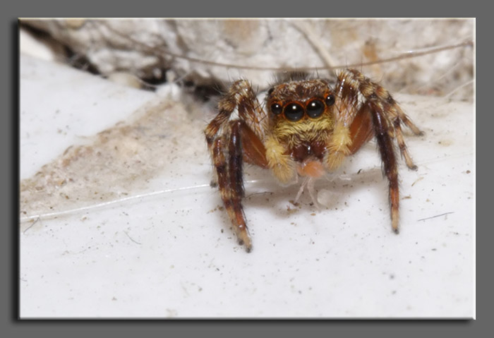 Salticidae di casa (Pseudoeuophrys sp.)