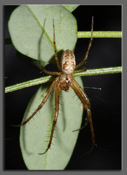 Tetragnathidae (Metellina sp.)