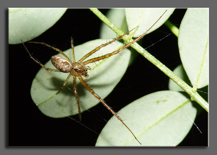 Tetragnathidae (Metellina sp.)