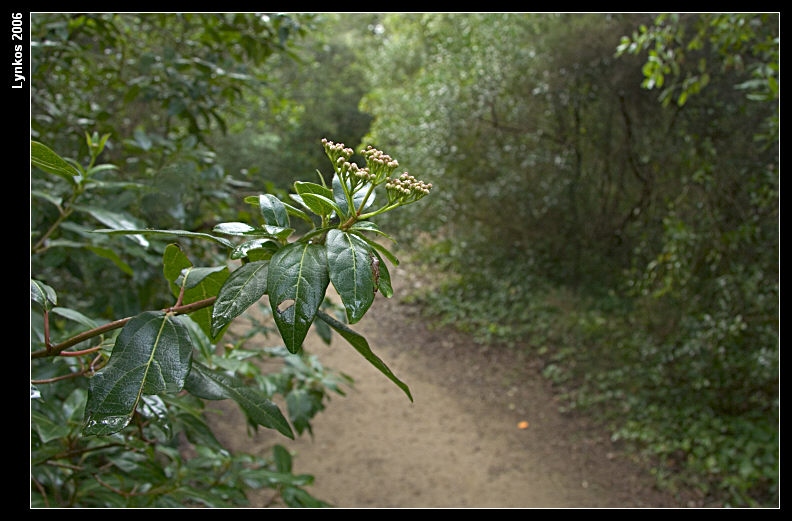 La primavera  vicina