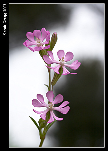 Silene colorata / Silene colorata