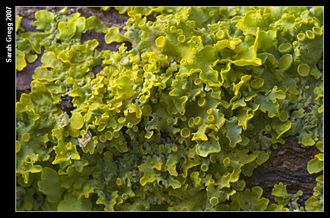 Lichene arancione Xanthoria parietina