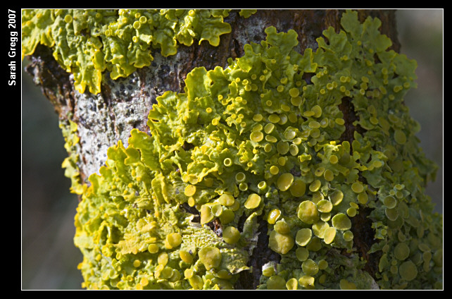 Lichene arancione Xanthoria parietina