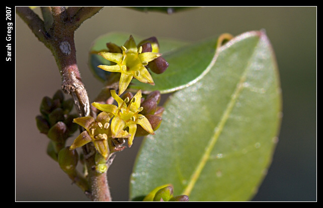 Rhamnus alaternus / Ranno lanterno, Alaterno