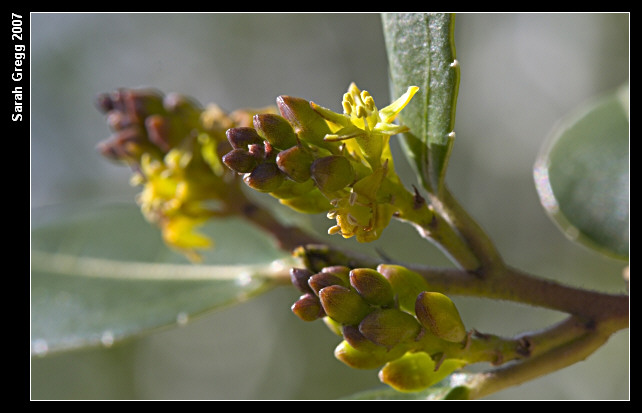 Rhamnus alaternus / Ranno lanterno, Alaterno