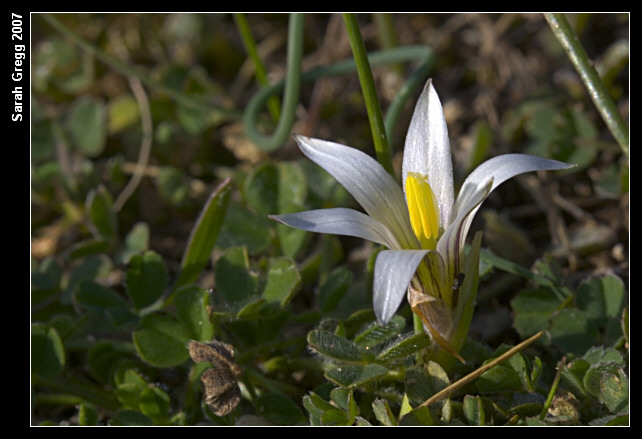 Romulea bulbocodium e Romulea columnae