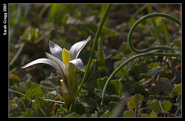 Romulea bulbocodium e Romulea columnae