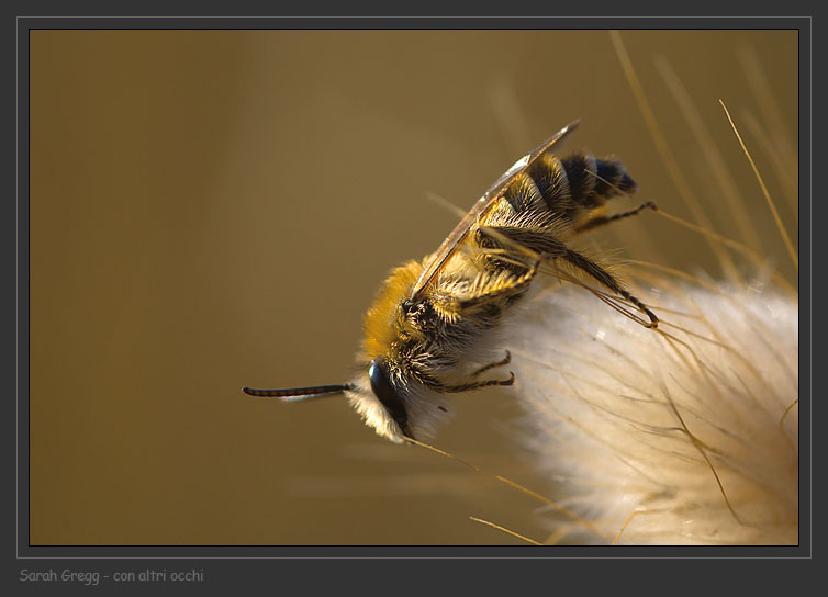 Imenottero barbuto:  Apidae Melittinae
