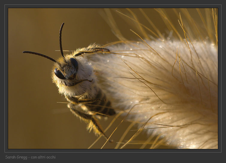 Imenottero barbuto:  Apidae Melittinae