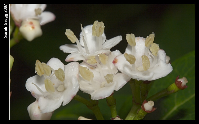 Viburnum lantana & Viburnum tinus