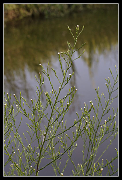 Symphyotrichum squamatum / Astro autunnale