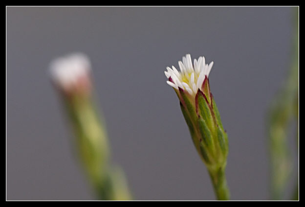 Symphyotrichum squamatum / Astro autunnale