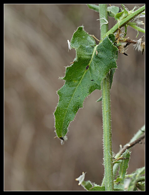 Helminthotheca echioides / Aspraggine volgare