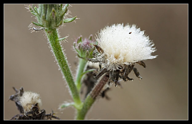 Helminthotheca echioides / Aspraggine volgare