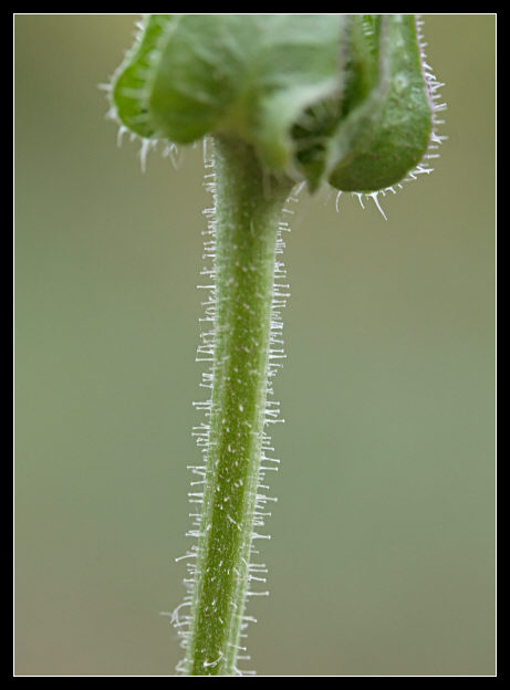 Helminthotheca echioides / Aspraggine volgare