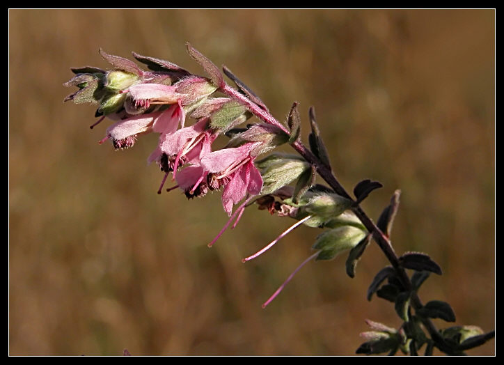 Odontites (=rubra) vulgaris / Perlina rossa