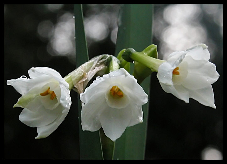 Narcissus papyraceus / Narciso papiraceo