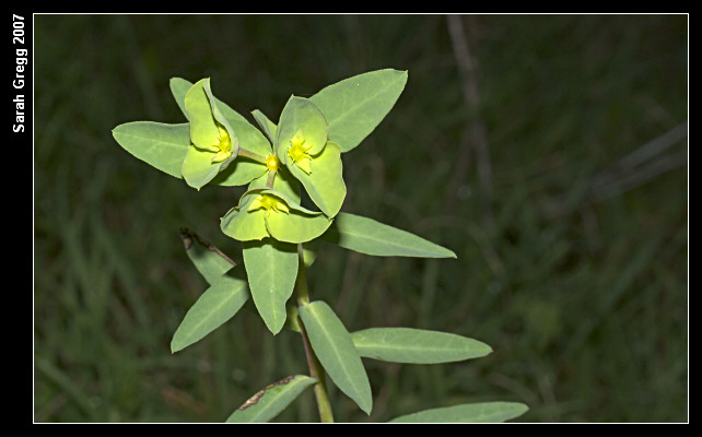 Euphorbia terracina / Euforbia di Terracina
