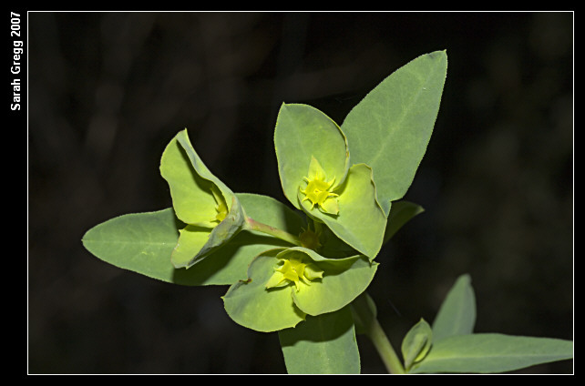 Euphorbia terracina / Euforbia di Terracina