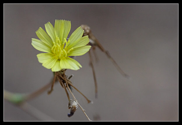 Lactuca virosa