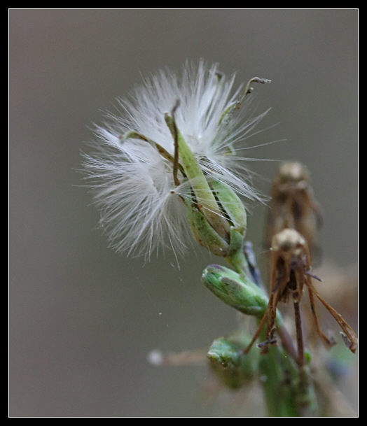 Lactuca virosa