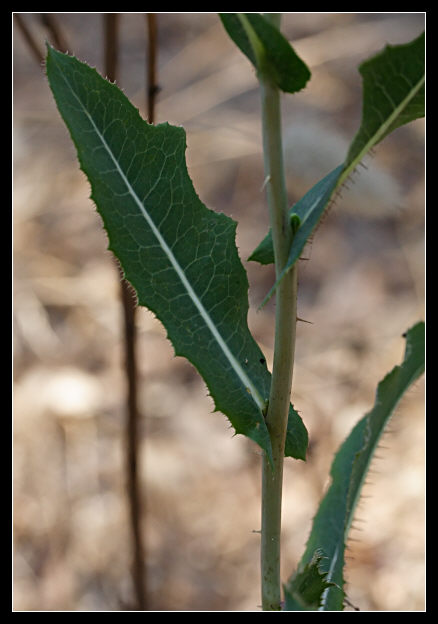 Lactuca virosa