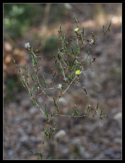 Lactuca virosa