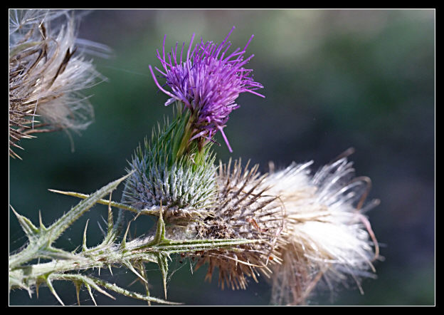 Cirsium vulgare / Cardo asinino