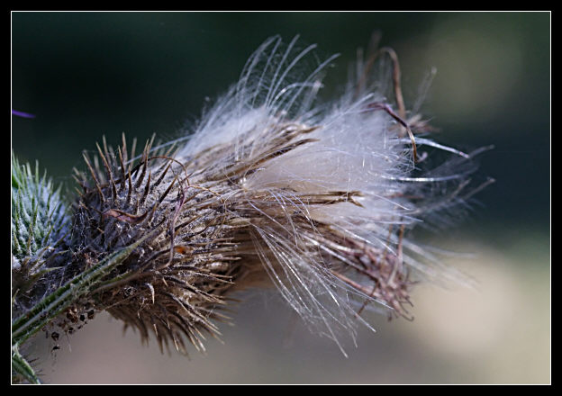 Cirsium vulgare / Cardo asinino