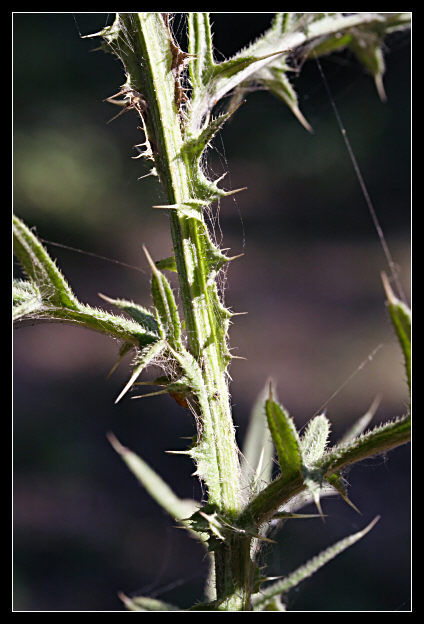 Cirsium vulgare / Cardo asinino