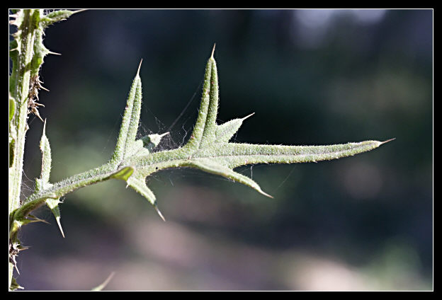 Cirsium vulgare / Cardo asinino