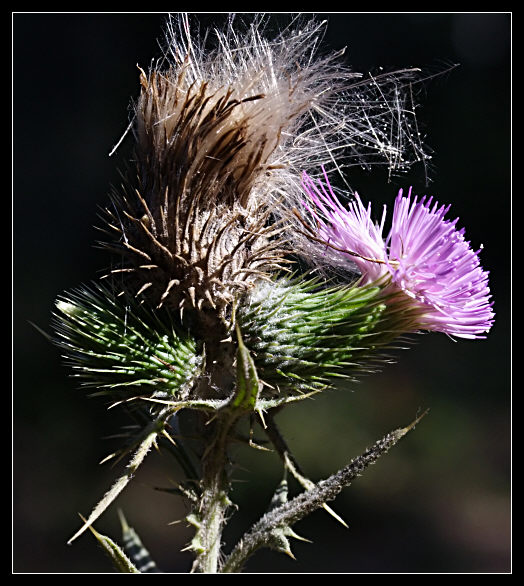 Cirsium vulgare / Cardo asinino