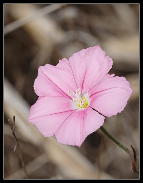 Convolvulus cantabrica / Vilucchio bicchierino