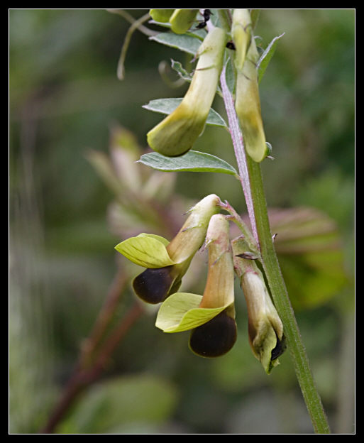 Vicia melanops / Veccia macchiata