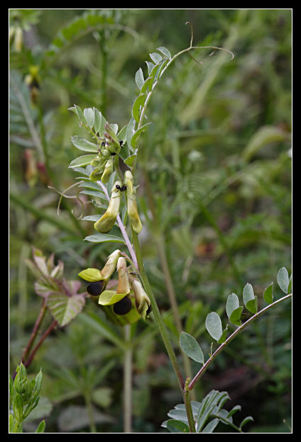 Vicia melanops / Veccia macchiata