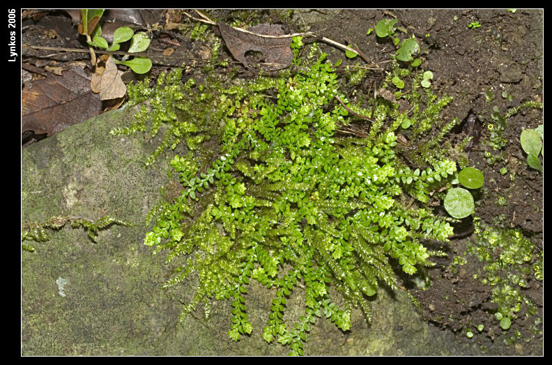 Selaginella sp.