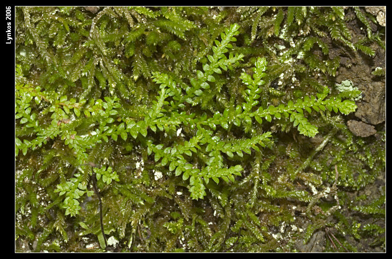 Selaginella sp.