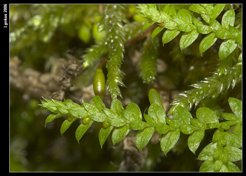 Selaginella sp.