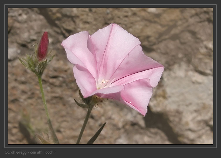 Convolvulus cantabrica