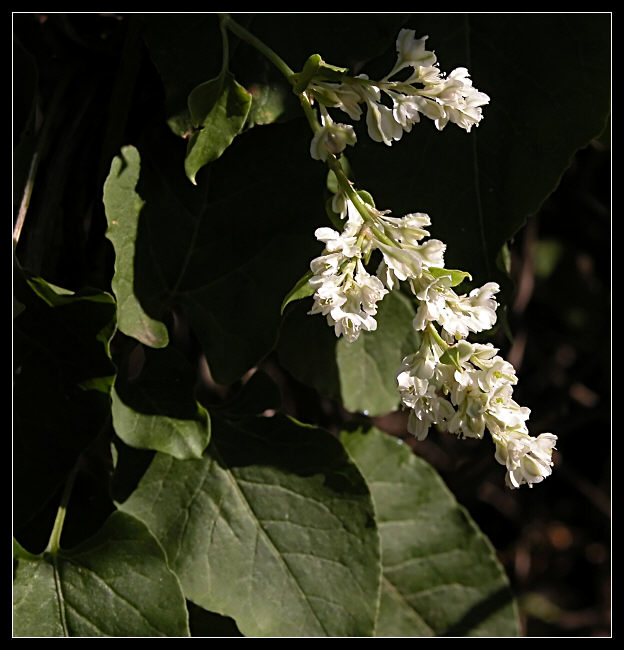 Fallopia dumetorum