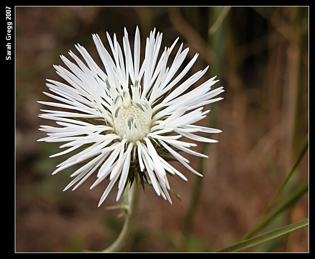 Carduus  gruppo pycnocephalus e Galactites tomentosus