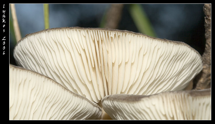 I funghi della Pineta di Procoio