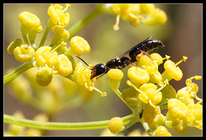 Piccolissimo Hymenoptera Bethylidae