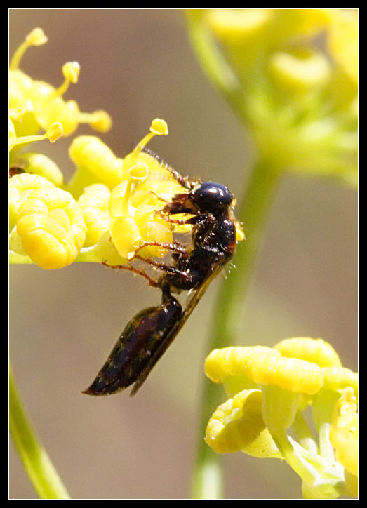 Piccolissimo Hymenoptera Bethylidae