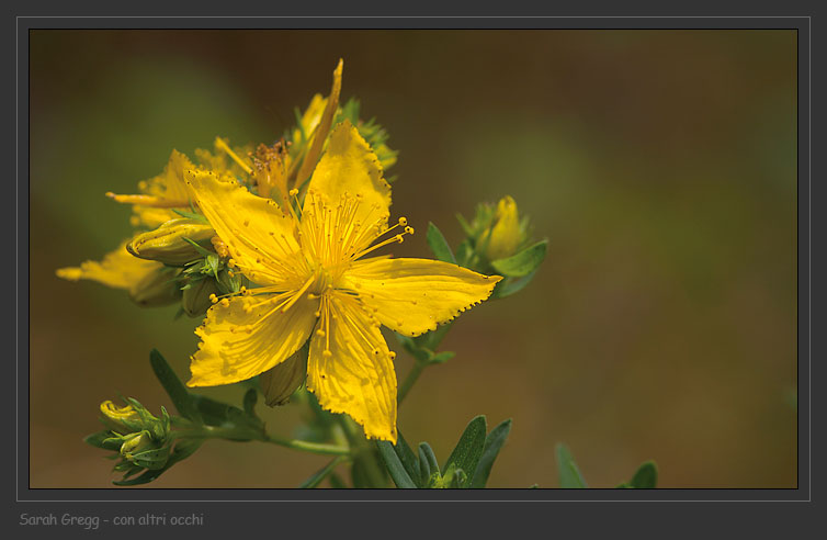 Hypericum perforatum / Erba di San Giovanni